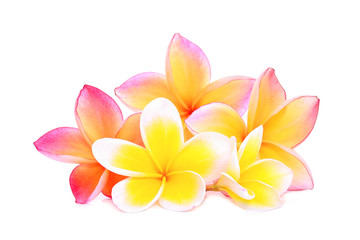 pink frangipani or plumeria (tropical flowers) isolated on white background