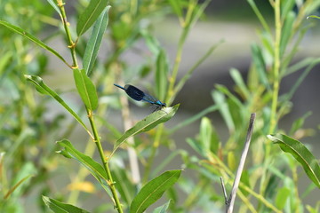 Macro Dragonfly near the river on the flower
