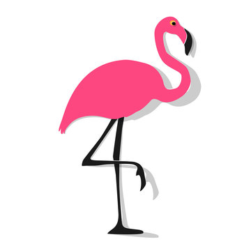 Flamingo pink on a white background.