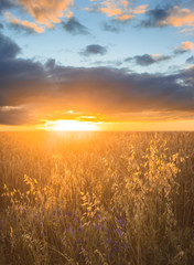 Fototapeta na wymiar Backdrop of ripening ears of yellow wheat field on the sunset cloudy orange sky background. Landscape nature photo