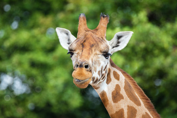 Comical giraffe portrait