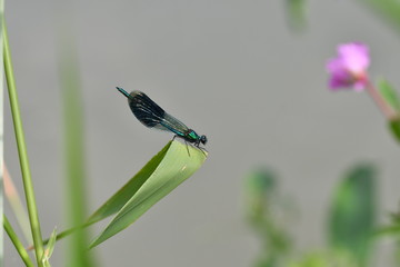 Macro Dragonfly near the river on the flower