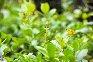 Various Flowers and Butterfly macro photo taken from Singapore botanical garden tour