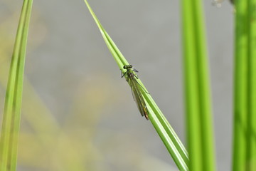 Macro Dragonfly near the river on the flower