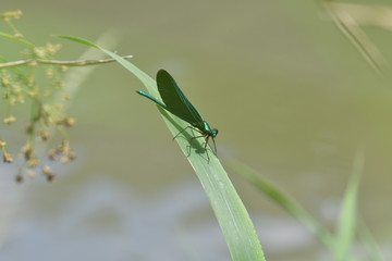 Macro Dragonfly near the river on the flower