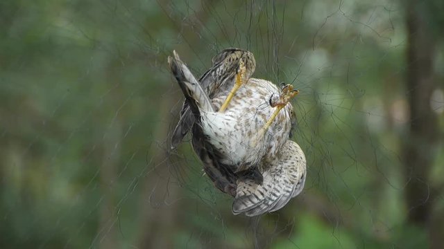 Bird trapped in net,struggling to die in green forest like fail loser.Shaking leaves of tree canopy in wind.destruction of ecological balance.