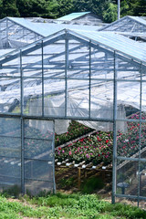 Glasshouse of the gardening plants.
