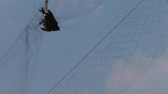 Bird trapped in net,struggling to die in blue sky like fail loser.destruction of ecological balance.