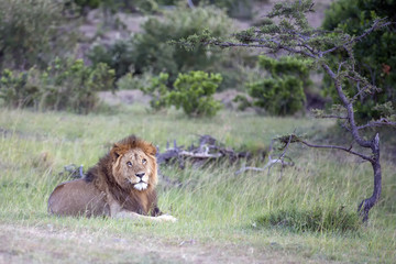 Simba