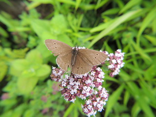 Tagpfauenauge (Aglais io) - Weibchen 