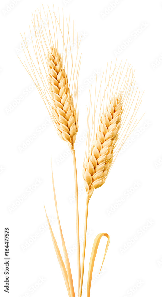 Fototapete Isolated wheat. Two wheat ears with leaves isolated on white background with clipping path