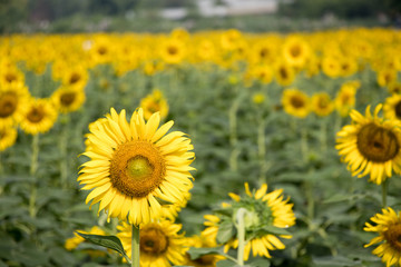 Fototapeta premium Beautiful yellow sunflower in the farm background