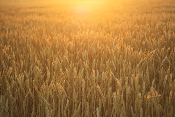Close-up wheat field with ripening ears on the sunset, idea of a rich harvest