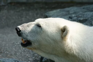 Fotobehang Eisbär (Ursus maritimus) zeigt seine Zähne © Bernd Schmidt