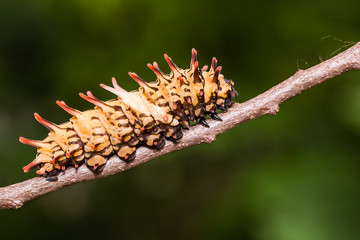 Golden Birdwing (Troides aeacus) caterpillar