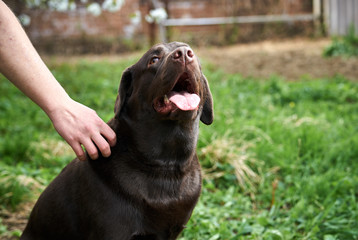 A dog, a labrador in the backyard, animals, pets