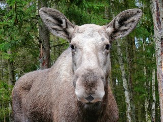straight looking moose
