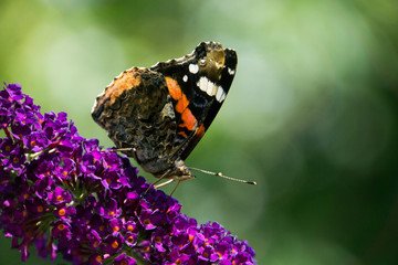 Schmetterling