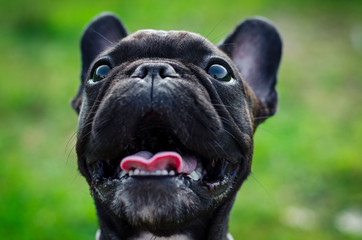 French bulldog close-up