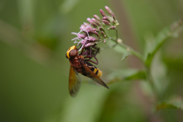 Hornissenschwebfliege