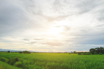 Green field and sunset in the summer - 164478518
