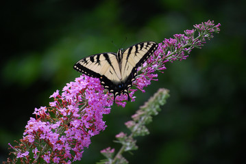 Fototapeta na wymiar Butterfly Flower