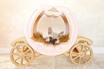 puppy on carriage with crown