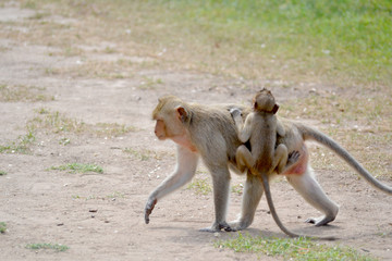 Macaque Singe