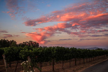 Fototapeta na wymiar Dramatic Sunset over a California Vineyard