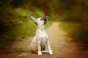 puppy with a butterfly on nose