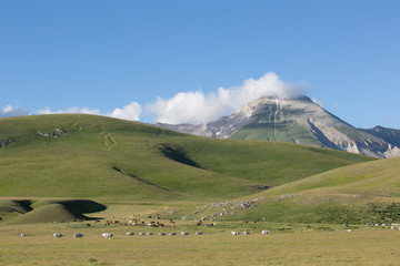 Monte Paradiso, all'orizzonte Cima Delle Veticole, cavalli, mucche, Parco Nazionale Gran Sasso e...