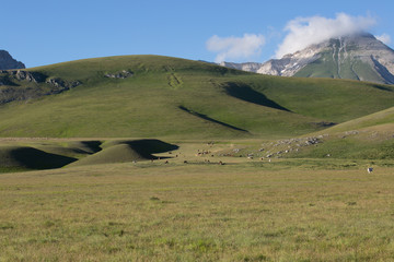 Monte Paradiso, all'orizzonte Cima Delle Veticole, cavalli, mucche, Parco Nazionale Gran Sasso e...