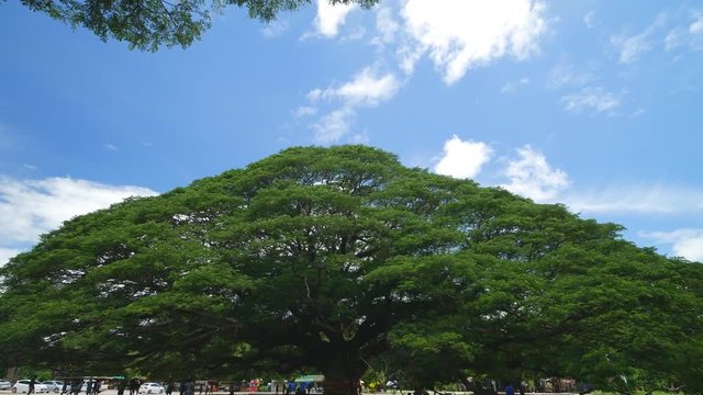 Giant Monky Pod Tree with people visited in Kanchanaburi, Thailand