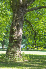 Fototapeta premium Kastanienbaum