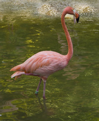 Pink flamingo