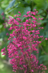 Fototapeta premium Pink garden flowers