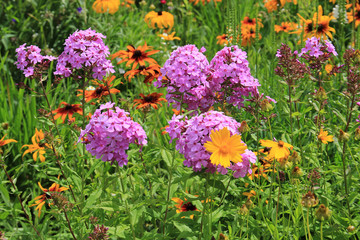 summer violence of flowers