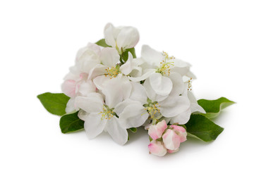 Fototapeta na wymiar Apple tree flowers isolated.Spring blossoms