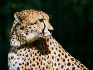 Guépard