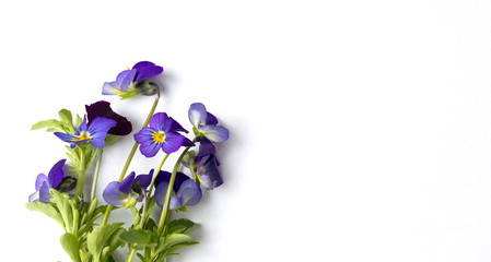 Wild viola flower on white background - 164480964