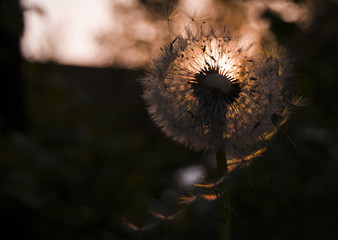 dandelion during sunset