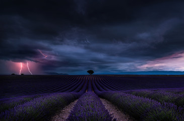 lightning storm with dramatic clouds over lavender field and lonely tree