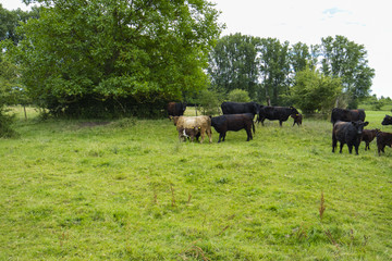 Galloway Rinder Herde