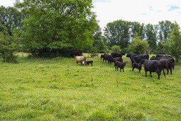 Galloway Rinder Herde