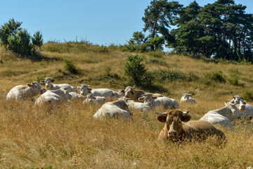 Kühe liegen in der Mittagssonne auf der Weide