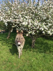 L'âne sous le pommier en fleur