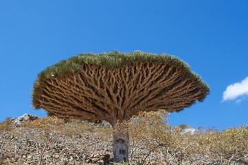 Yemen, 07/02/2013: la foresta degli alberi di drago nel canyon di Shibham, area protetta...