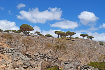 Yemen, 07/02/2013: la foresta degli alberi di drago nel canyon di Shibham, area protetta...