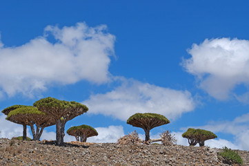 Fototapeta na wymiar Yemen, 07/02/2013: la foresta degli alberi di drago nel canyon di Shibham, area protetta dell'altopiano di Dixam nella parte centrale dell'isola di Socotra, patrimonio mondiale dell'Unesco dal 2008