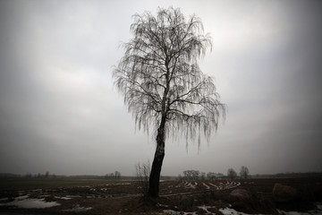 ciemne drzewo na tle nieba © agarianna